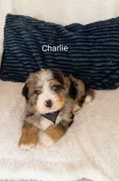 Charlie , a male Miniature Bernedoodle for sale in Millersburg, IN – 4 of 10