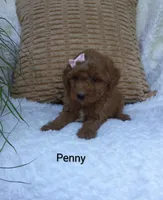 Penny , a female Miniature Goldendoodle for sale in Millersburg, IN – 2 of 7