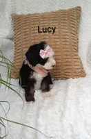 Lucy 💓 💕💞💕💓, a female Miniature Bernedoodle for sale in Millersburg, IN – 5 of 7