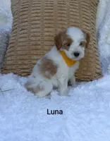 Luna , a female Miniature Goldendoodle for sale in Millersburg, IN – 4 of 5