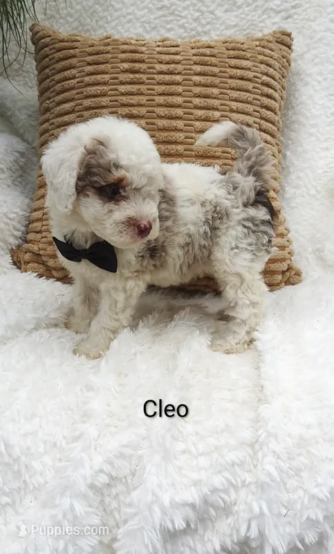 Cleo – Miniature Bernedoodle puppy for sale in Millersburg, IN