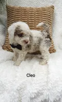 Cleo, a male Miniature Bernedoodle for sale in Millersburg, IN – 4 of 7