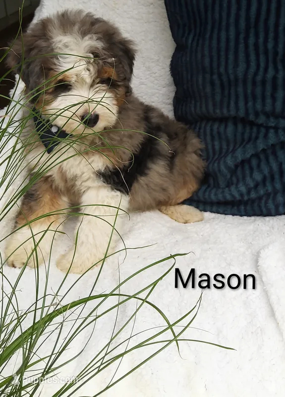 Mason.   Blue eye  – Miniature Bernedoodle puppy for sale in Millersburg, IN