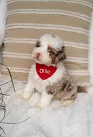 Ollie, a male Miniature Bernedoodle for sale in Millersburg, IN – 3 of 5