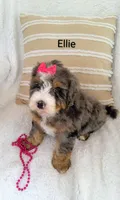 Ellie , a female Miniature Bernedoodle for sale in Millersburg, IN – 10 of 10