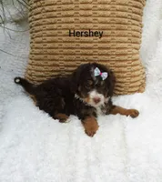 Hershey 💕💞💕💕💞, a female Miniature Bernedoodle for sale in Millersburg, IN – 8 of 8