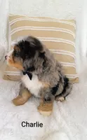 Charlie , a male Miniature Bernedoodle for sale in Millersburg, IN – 7 of 10