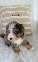Charlie , a male Miniature Bernedoodle for sale in Millersburg, IN – 2 of 10