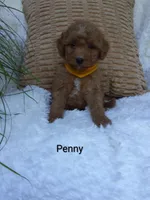 Penny , a female Miniature Goldendoodle for sale in Millersburg, IN – 1 of 7