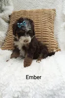 Ember  🩷💕🩷💕🩷💕🩷, a female Miniature Bernedoodle for sale in Millersburg, IN – 4 of 5