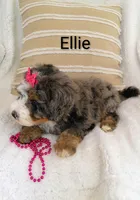 Ellie , a female Miniature Bernedoodle for sale in Millersburg, IN – 2 of 10