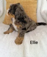Ellie , a female Miniature Bernedoodle for sale in Millersburg, IN – 7 of 10