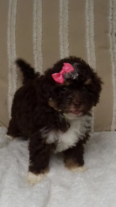 Coco , a female Miniature Bernedoodle for sale in Millersburg, IN – 8 of 8