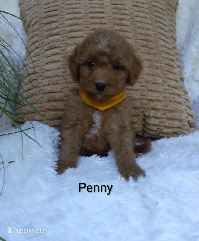 Penny  – Miniature Goldendoodle puppy for sale in Millersburg, IN