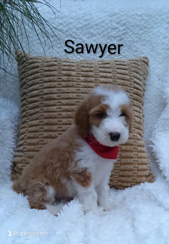 Sawyer  – Miniature Goldendoodle puppy for sale in Millersburg, IN