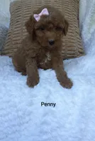 Penny , a female Miniature Goldendoodle for sale in Millersburg, IN – 6 of 7