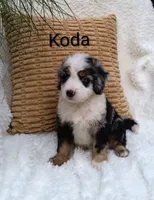 Koda  blue eyes🤣😇🥲😂🤣, a male Miniature Bernedoodle for sale in Millersburg, IN – 3 of 5