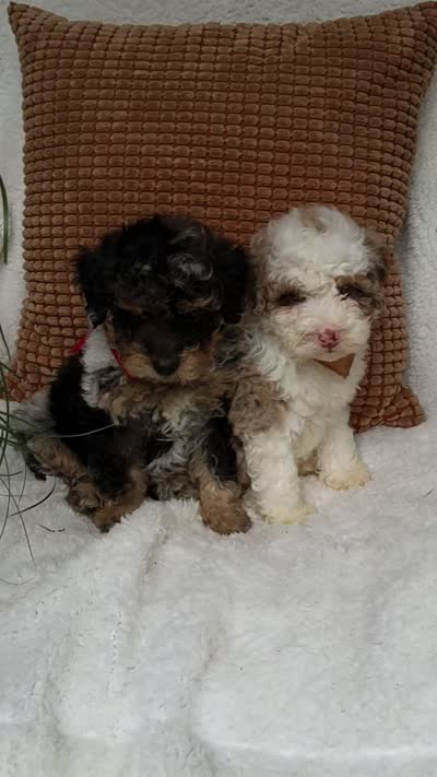 Ollie.💙💙💙💙💙, a male Miniature Bernedoodle for sale in Millersburg, IN – 7 of 7
