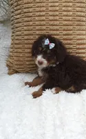 Hershey 💕💞💕💕💞, a female Miniature Bernedoodle for sale in Millersburg, IN – 6 of 8
