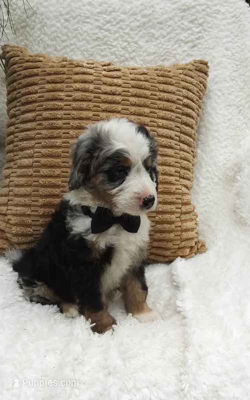 Koda  blue eyes🤣😇🥲😂🤣 – Miniature Bernedoodle puppy for sale in Millersburg, IN