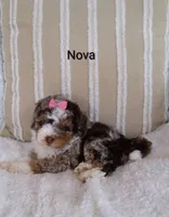 Nova , a female Miniature Bernedoodle for sale in Millersburg, IN – 4 of 6