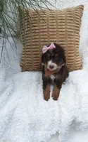 Hershey 💕💞💕💕💞, a female Miniature Bernedoodle for sale in Millersburg, IN – 7 of 8