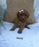 Penny , a female Miniature Goldendoodle for sale in Millersburg, IN – 3 of 7