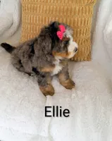 Ellie , a female Miniature Bernedoodle for sale in Millersburg, IN – 4 of 10