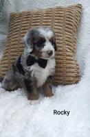Rocky, a male Miniature Bernedoodle for sale in Millersburg, IN – 7 of 10