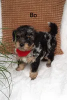 Bo, a male Miniature Bernedoodle for sale in Millersburg, IN – 4 of 7