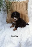 Hershey 💕💞💕💕💞, a female Miniature Bernedoodle for sale in Millersburg, IN – 3 of 8