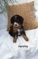 Hershey 💕💞💕💕💞, a female Miniature Bernedoodle for sale in Millersburg, IN – 4 of 8