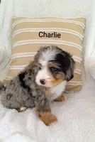 Charlie , a male Miniature Bernedoodle for sale in Millersburg, IN – 8 of 10