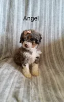 Angel, a female Miniature Bernedoodle for sale in Millersburg, IN – Photo 1 of 10