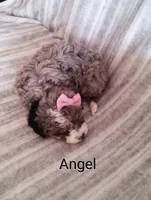 Angel, a female Miniature Bernedoodle for sale in Millersburg, IN – Photo 10 of 10