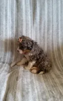 Angel, a female Miniature Bernedoodle for sale in Millersburg, IN – Photo 7 of 10