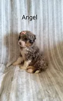 Angel, a female Miniature Bernedoodle for sale in Millersburg, IN – Photo 2 of 10