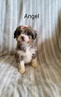 Angel, a female Miniature Bernedoodle for sale in Millersburg, IN – Photo 8 of 10