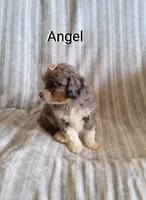 Angel, a female Miniature Bernedoodle for sale in Millersburg, IN – Photo 3 of 10