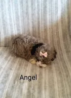 Angel, a female Miniature Bernedoodle for sale in Millersburg, IN – Photo 5 of 10