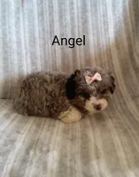 Angel, a female Miniature Bernedoodle for sale in Millersburg, IN – Photo 6 of 10