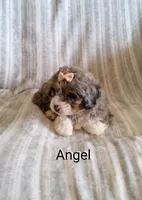 Angel, a female Miniature Bernedoodle for sale in Millersburg, IN – Photo 9 of 10