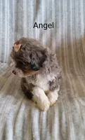 Angel, a female Miniature Bernedoodle for sale in Millersburg, IN – Photo 4 of 10
