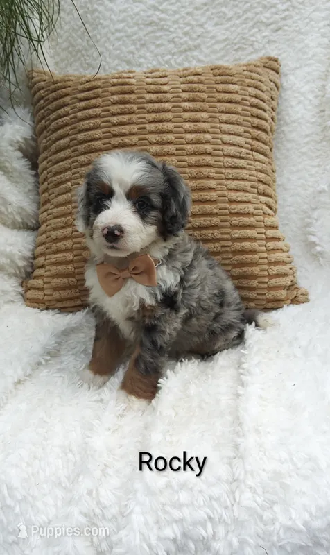 Rocky 😇😂🤣😅😇 – Miniature Bernedoodle puppy for sale in Millersburg, IN