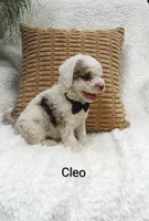 Cleo, a male Miniature Bernedoodle for sale in Millersburg, IN – 5 of 7