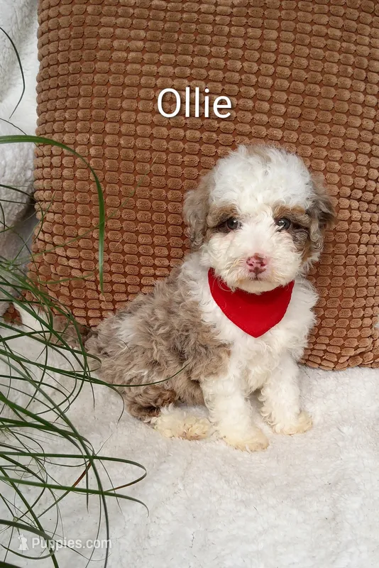 Ollie – Miniature Bernedoodle puppy for sale in Millersburg, IN