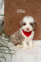 Ollie, a male Miniature Bernedoodle for sale in Millersburg, IN – 5 of 5