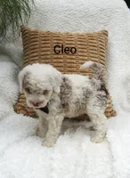 Cleo, a male Miniature Bernedoodle for sale in Millersburg, IN – 2 of 7