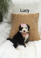 Lucy 💓 💕💞💕💓, a female Miniature Bernedoodle for sale in Millersburg, IN – 2 of 7