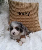 Rocky, a male Miniature Bernedoodle for sale in Millersburg, IN – 3 of 10